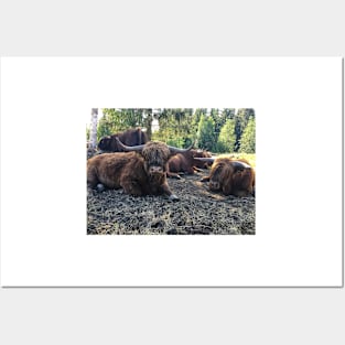 Scottish Highland Cattle Bulls 2434 Posters and Art